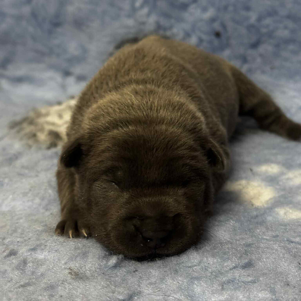 0686800c-0190-4102-88ed-7af7676a5d36